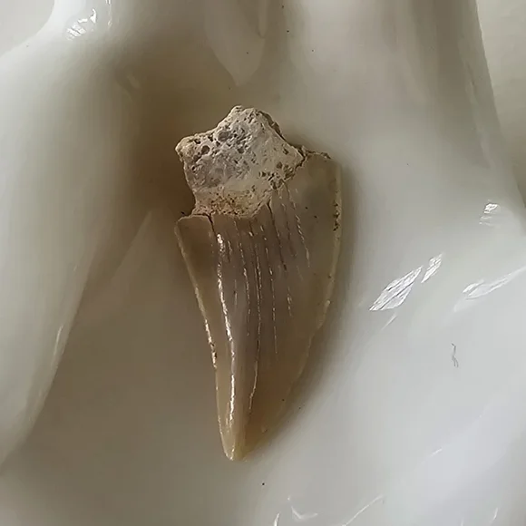 🦈 Shark Tooth - Picture 3 of 5